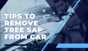 How to Remove Tree Sap From Your Car Paint - 6 Quick Methods